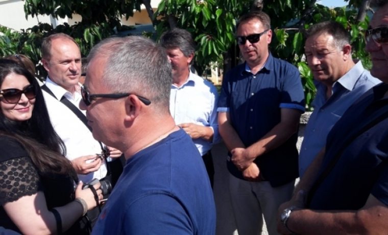 šikić, fuzul.jpg