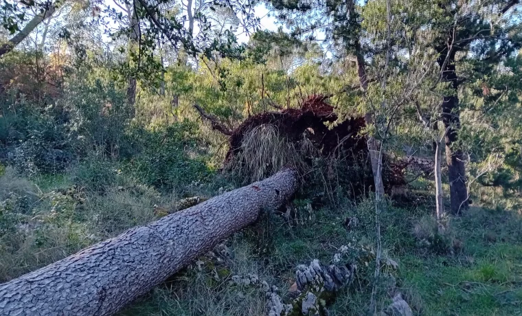 stablo, srušeno stablo, srušeno