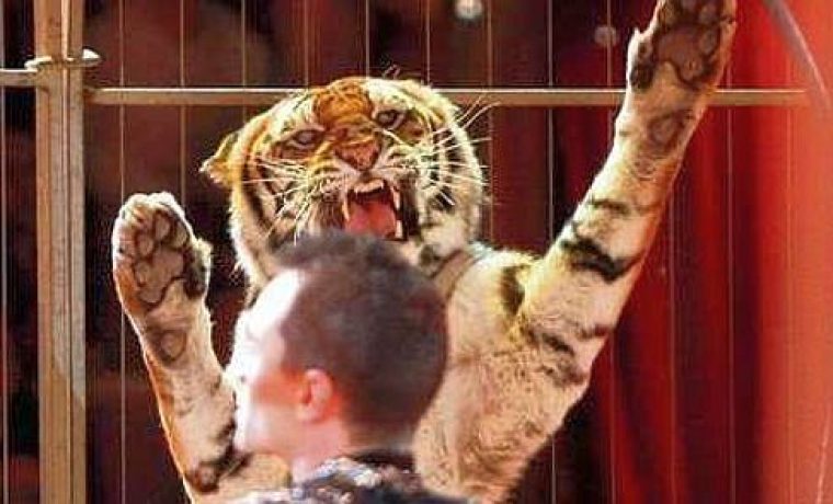 tigrovi__cirkus_1260345617.jpg Foto: Index.hr
