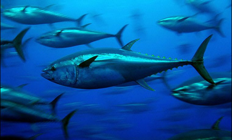 tuna_1224509043.jpg Foto: www.057info.hr (arhiva)