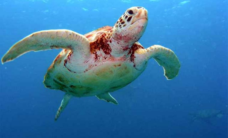 turtle_01_1211700174.jpg Foto: 057info