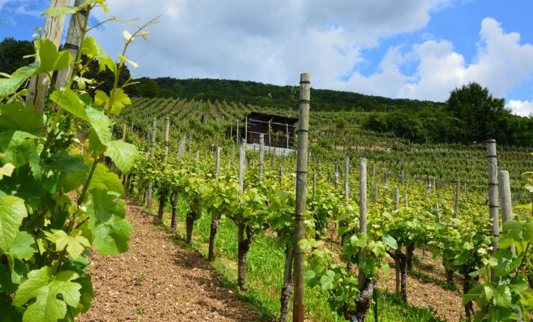 vineyard-in-switzerland