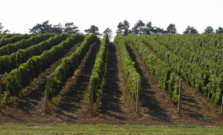 vinogradVel_1250059873.jpg vinogradVel_1250059873.jpg
