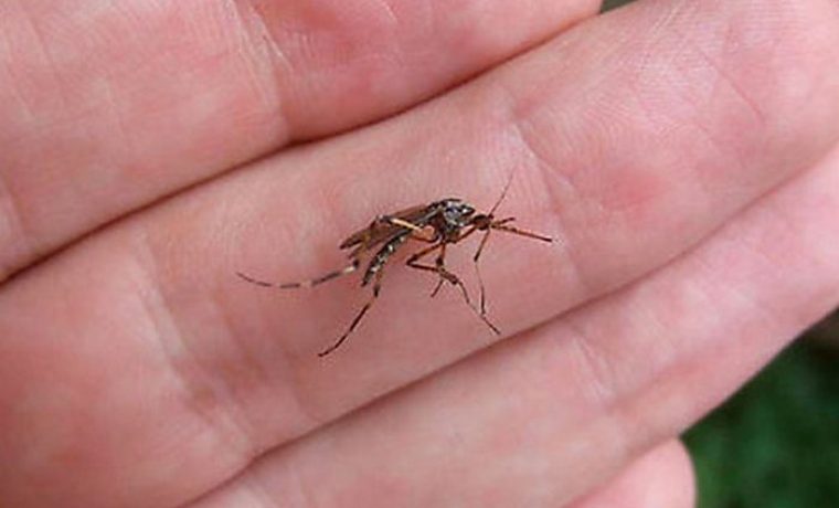 zanzara_tigre_trasmette_un_virus_1407665901.jpg Foto: buzzland.it