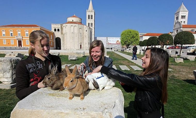 zecici_1333520580.jpg zecici_1333520580.jpg